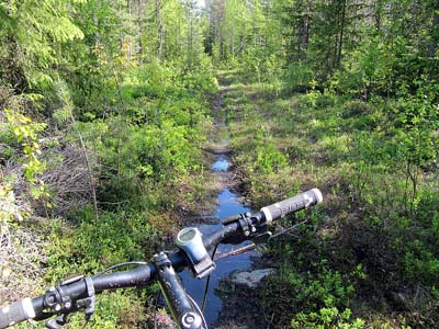 Metsässä
