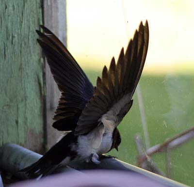 Pääskynen