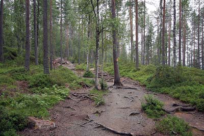 Juuret esillä
