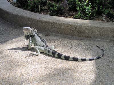 Iguaani